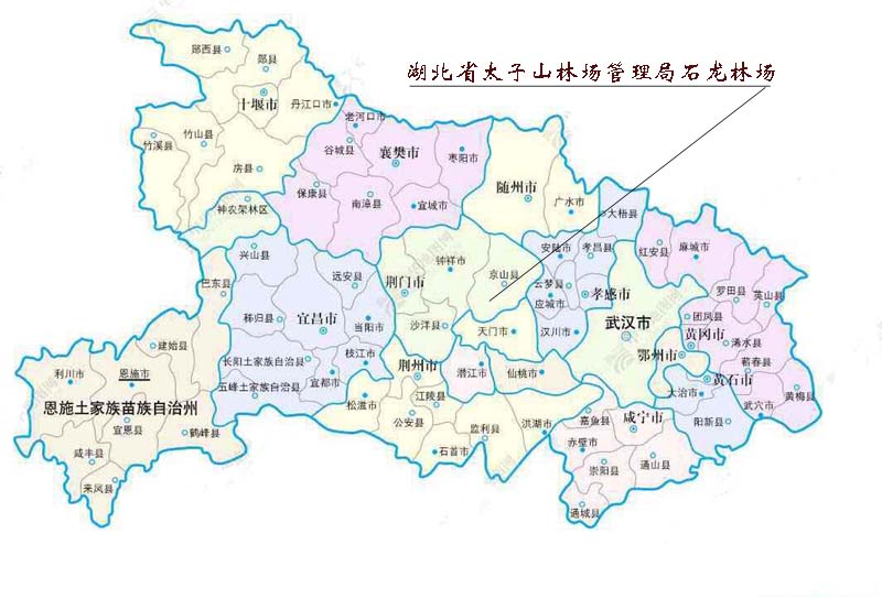 λ